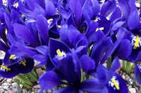 This image has an empty alt attribute; its file name is Miniature-Iris2.jpg
